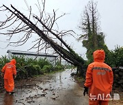 강풍에 쓰러진 나무들