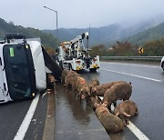 경북 고령서 가축 운반 트럭 전도…돼지 30여 마리 탈출