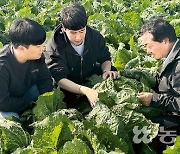 ‘金배추’ 호들갑 끝나나?…배춧값 8000원대 급락 전망 나와