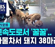 [D리포트] 고속도로서 '꿀꿀'…쓰러진 화물차서 돼지 38마리 탈출