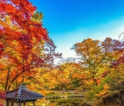 이번 주말 '늦가을 단풍' 즐겨요…서울 명소 총정리