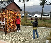 ‘시래기와 사과의 연결고리’ 2024 청춘양구 시래기 사과축제 성황