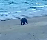 [요즘 북한은] 천지에 ‘풍덩’…백두산 반달곰 외