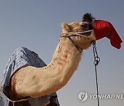 MIDEAST ISRAEL PHOTO SET CAMEL RACING