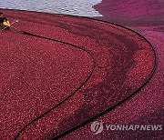 Daily Life Massachusetts Cranberries