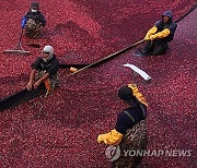 Daily Life Massachusetts Cranberries