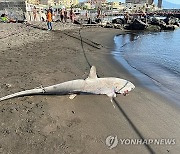 ITALY ANIMALS SHARKS