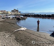 ITALY ANIMALS SHARKS