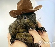 Pet Squirrel Seized