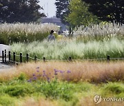 울산 '태화강 그라스정원 사업' 순항…현재 4만2천여㎡ 단장