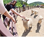 9월 강원관광 '패밀리 캠핑'이 떴다…가족 단위 관광객 몰려