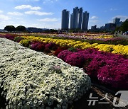 국화 구경 오세요