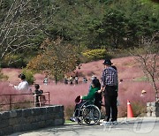 고창 핑크뮬리 축제