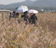 가을 남도 축제 절정..강해영이 뜬다