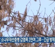 충남 소나무재선충병 감염목 2천여 그루…긴급 방제