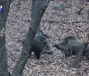 겨울철 '아프리카 돼지열병' 확산 저지 집중 대응