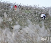 제주 새별오름 관광객 북적북적