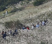 제주 새별오름 관광객 북적북적