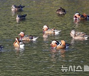 추위 앞두고 제주 찾아온 겨울 철새 원앙