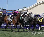 Breeders Cup Turf Sprint Horse Racing