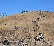 만추 절정…민둥산 억새 물결 넘실