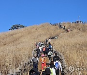 만추 절정…민둥산 억새 물결 넘실