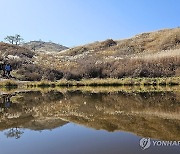 만추 절정…민둥산 억새 물결 눈부셔