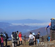 단풍과 운해