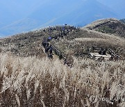 만추 절정…민둥산 억새 물결 눈부셔