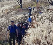 만추 절정…민둥산 억새 물결 눈부셔