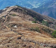 만추 절정…민둥산 억새 물결