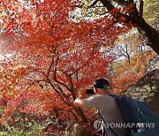 빨갛게 물든 가을 단풍 속으로