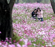 [포토] 여심 사로잡은 코스모스