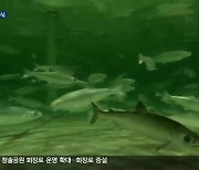 태평양 토종 연어 양식…대서양 연어 대체 기대