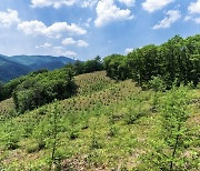 국내 1호 람사르습지 대암산, 축구장 88개 면적 훼손됐다