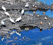 Endangered birds struggle with scattered nets and waste on Jeju Island