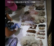 동물 죽이면 최대 징역 3년…‘동물학대 범죄’ 양형기준 마련