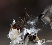 epaselect HUNGARY BIRDS NATURE