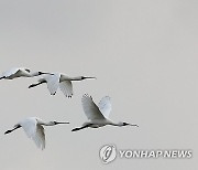 월동지로 이동 앞둔 저어새