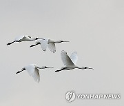 인천 송도 갯벌 위를 날고 있는 저어새