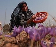 INDIA KASHMIR AGRICULTURE