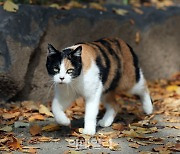 길고양이 중성화 사진 재사용…보조금 빼돌린 동물병원장