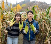 [르포]기후위기에 첫 '11월 옥수수' 선뵌 이마트…수확 현장 가보니