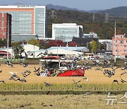 벼 베는 논에 모여든 비둘기