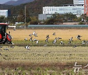 추수하는 들녘에 날아드는 비둘기