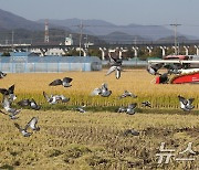 벼 베는 논에 모여든 비둘기