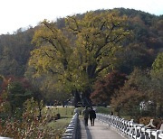 '가장 값 비싼 나무' 용계리 은행나무