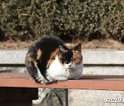 길고양이 중성화 사진 재활용해 보조금 타낸 동물병원장 입건