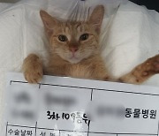 고양이 중성화 수술사진 '복붙'…보조금 빼먹은 동물병원장 입건