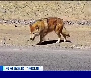 중국, 너도나도 먹이 줘…커커시리 배불뚝이 야생 늑대